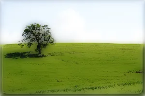 The Green Sea grasslands